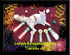 LapCats Cameo Maine Coon Stud